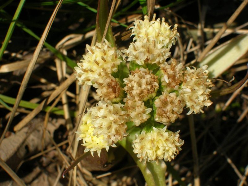 Белокопытник Petasites spurius