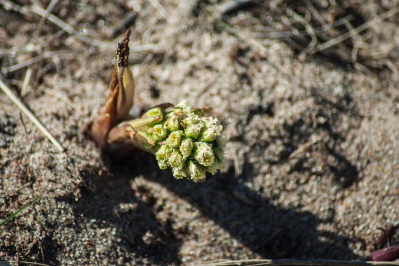 Белокопытник ложный (лат. Petasítes spúrius) условия произрастания семян