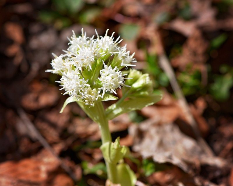 Белокопытник ложный Petasites spurius Retz.