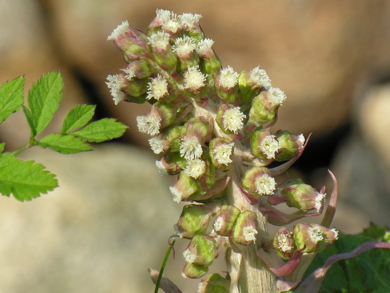 Petasites sibiricus
