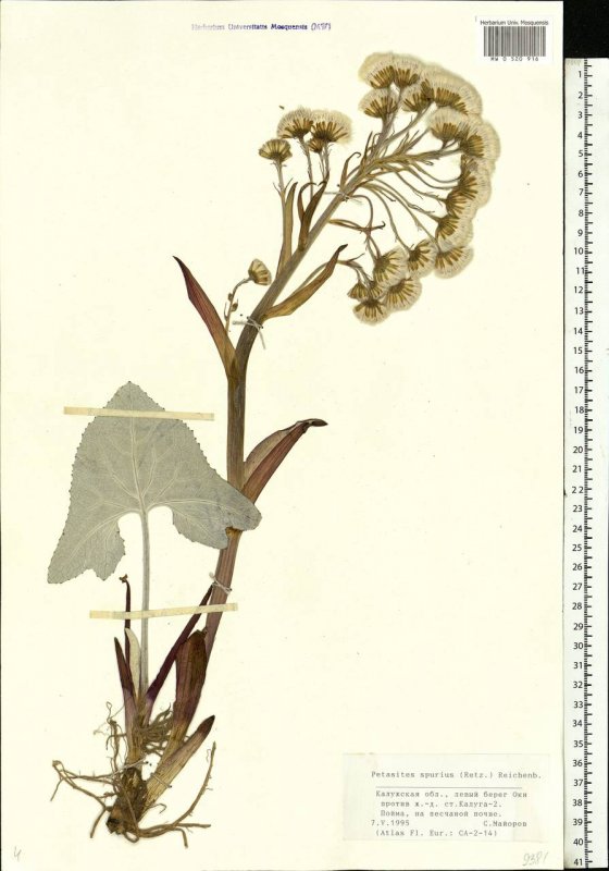 Белокопытник ложный Petasites spurius Retz.