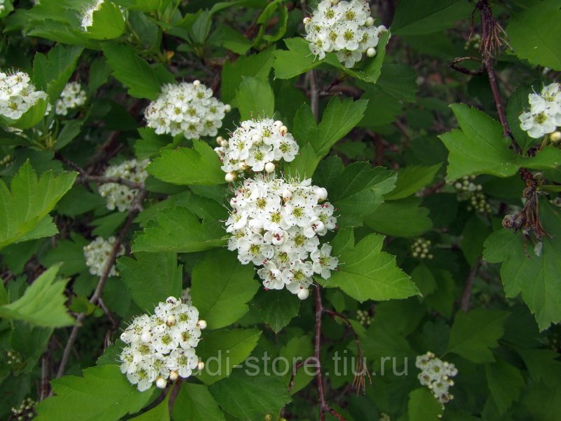 Crataegus dahurica