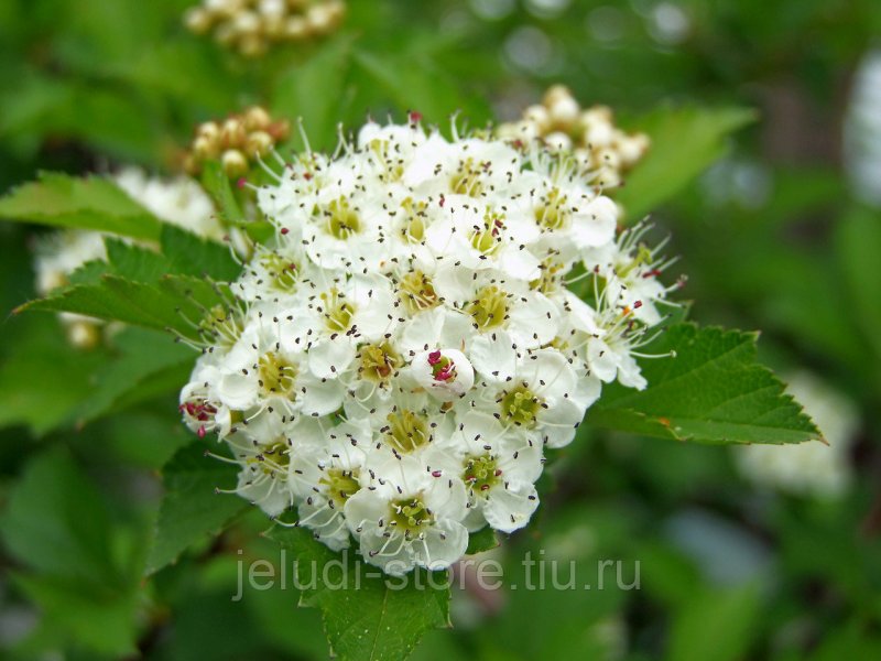 Crataegus dahurica