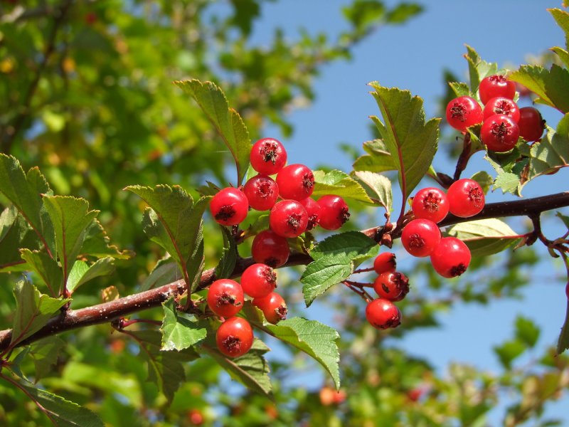 Боярышник Даурский Crataegus dahurica