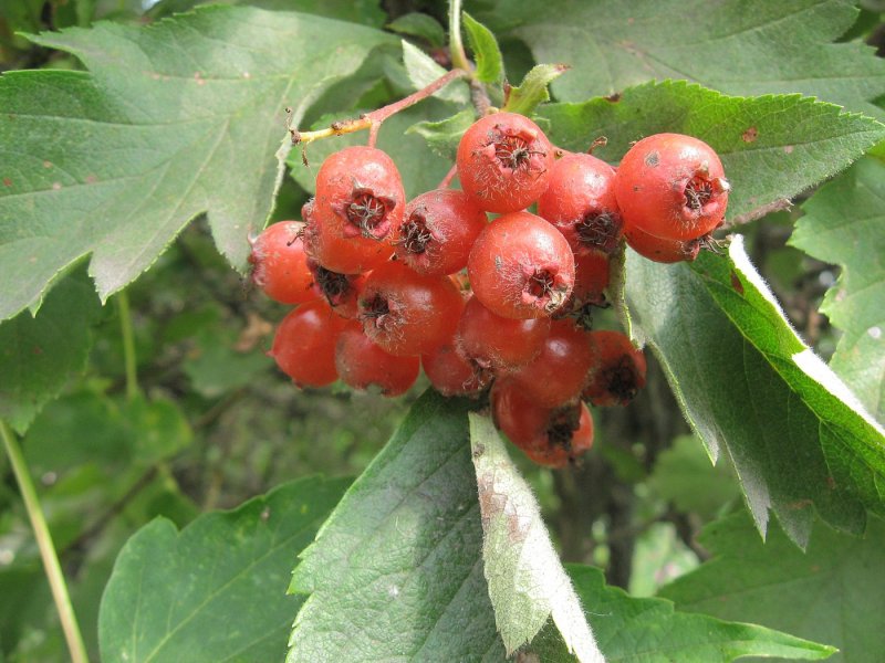 Боярышник кроваво-красный Crataegus sanguinea