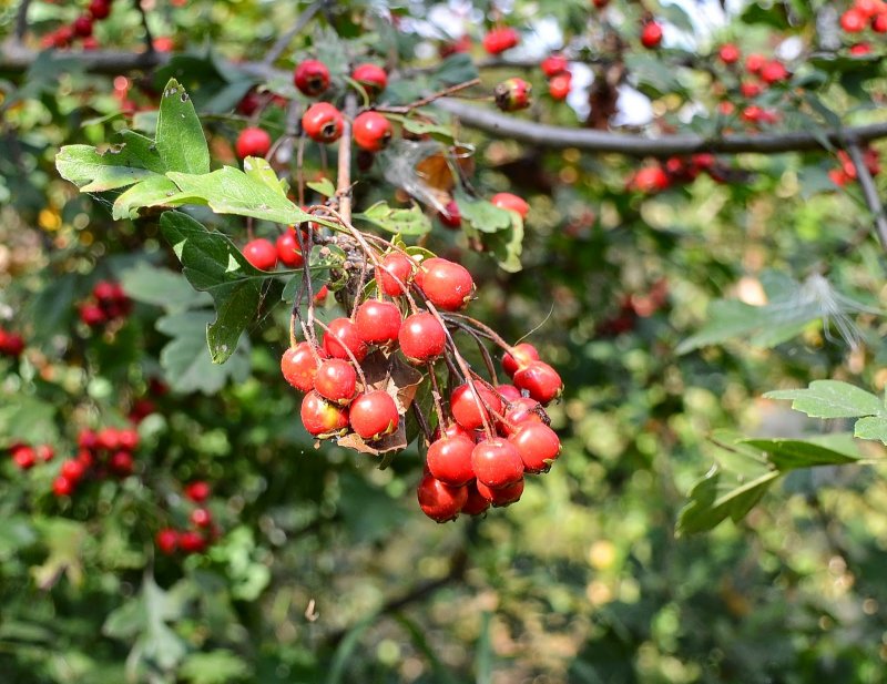 Боярышник сливовидный / Crataegus prunifolia