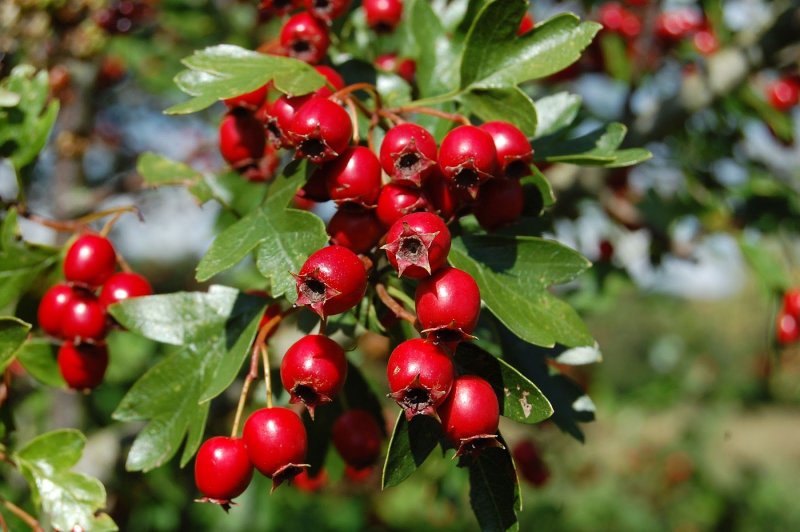 Crataegus monogyna,боярышник