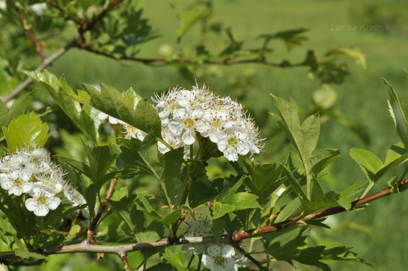Боярышник Даурский Crataegus dahurica