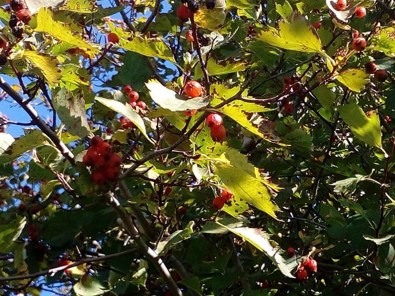 Crataegus dahurica