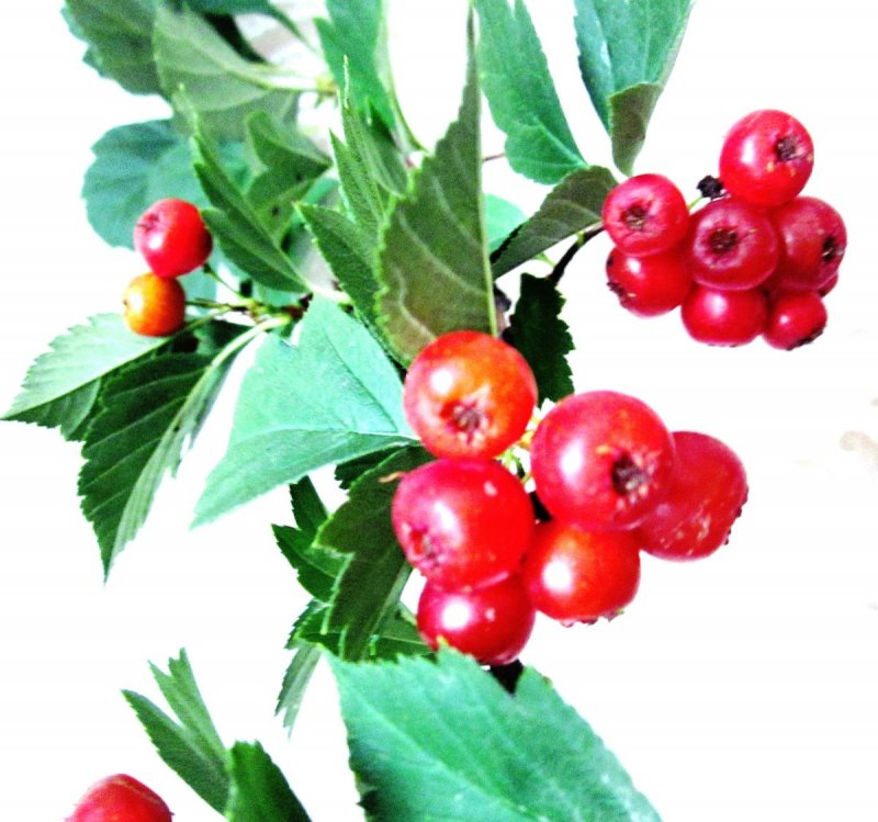 Боярышник Максимовича (Crataegus maximowiczii)