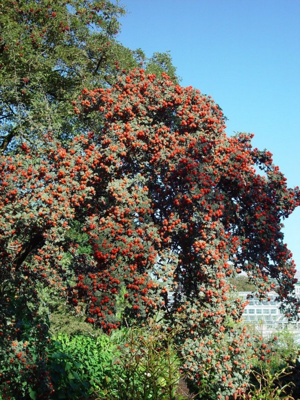 Боярышник Восточный (Crataegus orientalis) дерево