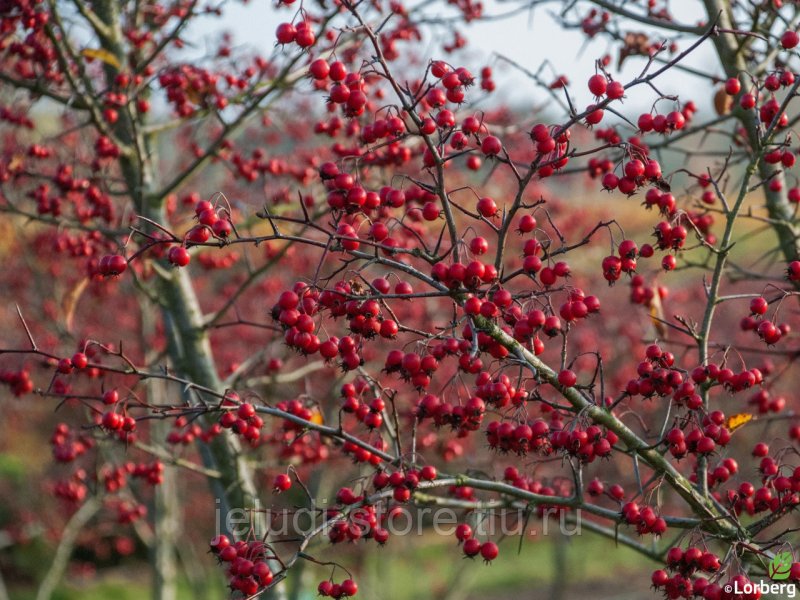 Боярышник Максимовича (Crataegus maximowiczii)