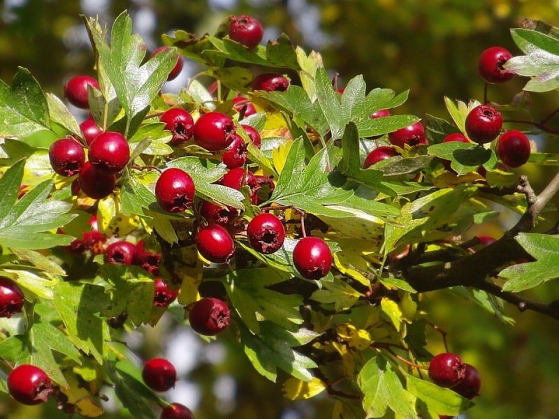 Crataegus pinnatifida