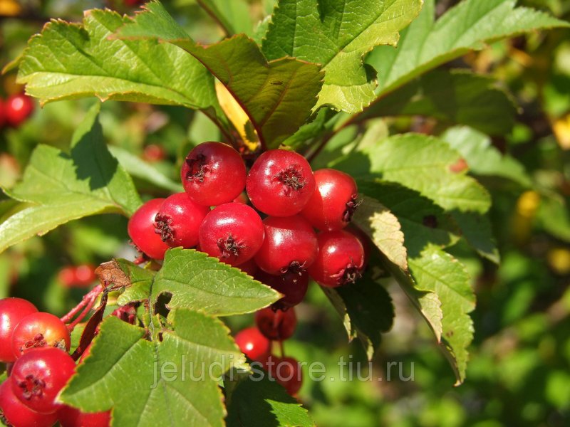 Боярышник (Crataegus)