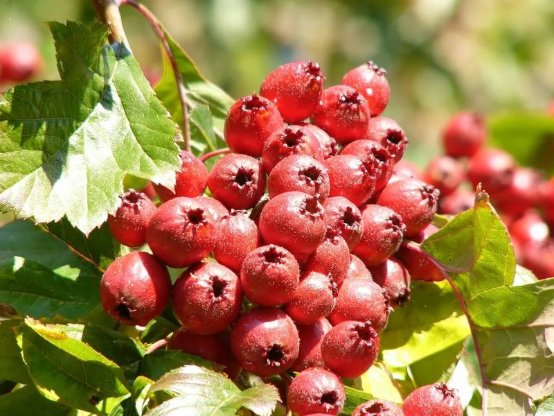 Боярышник Даурский Crataegus dahurica