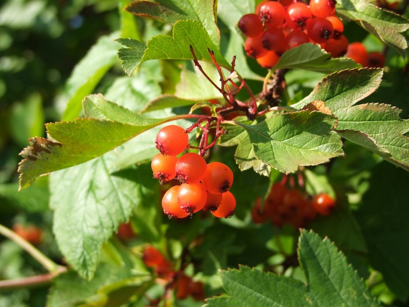 Боярышник Даурский Crataegus dahurica