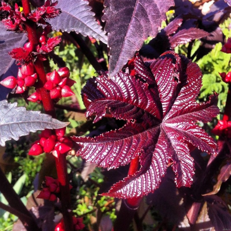 Клещевина (Ricinus)
