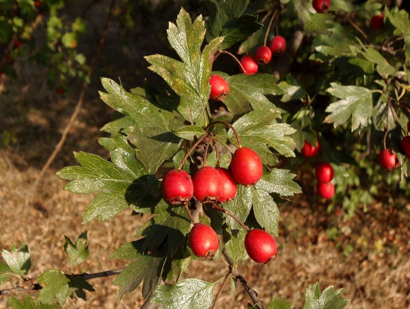 Боярышник Максимовича (Crataegus maximowiczii)