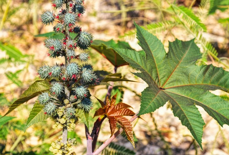 Клещевина Ricinus communis