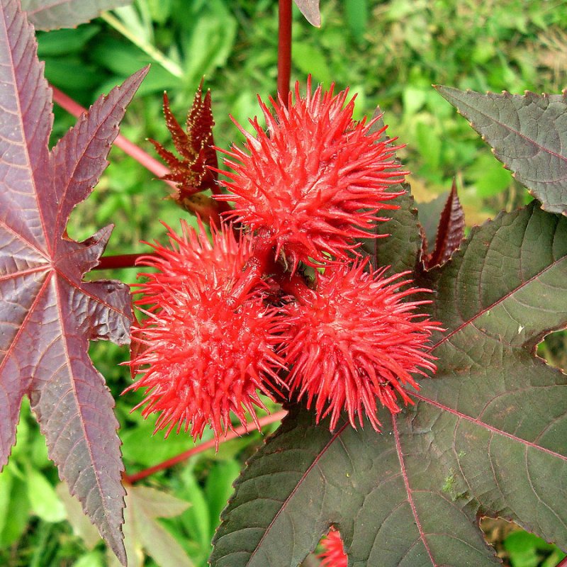 Клещевина (Ricinus)