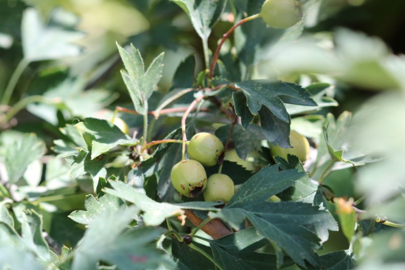 Боярышник Даурский Crataegus dahurica