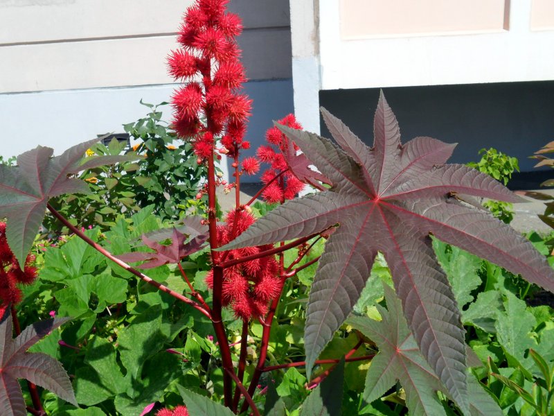 Клещевина Ricinus communis