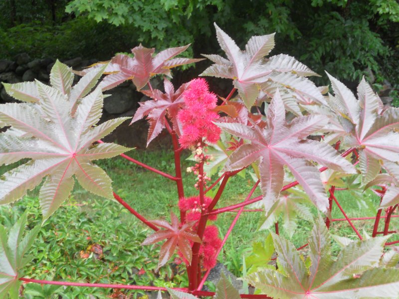 Клещевина Ricinus communis