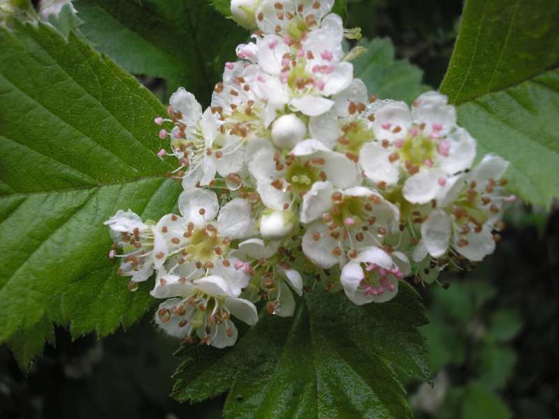 Боярышник шарлаховый/Crataegus