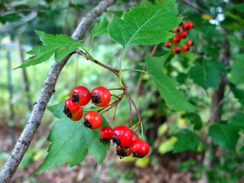 Crataegus chlorosarca
