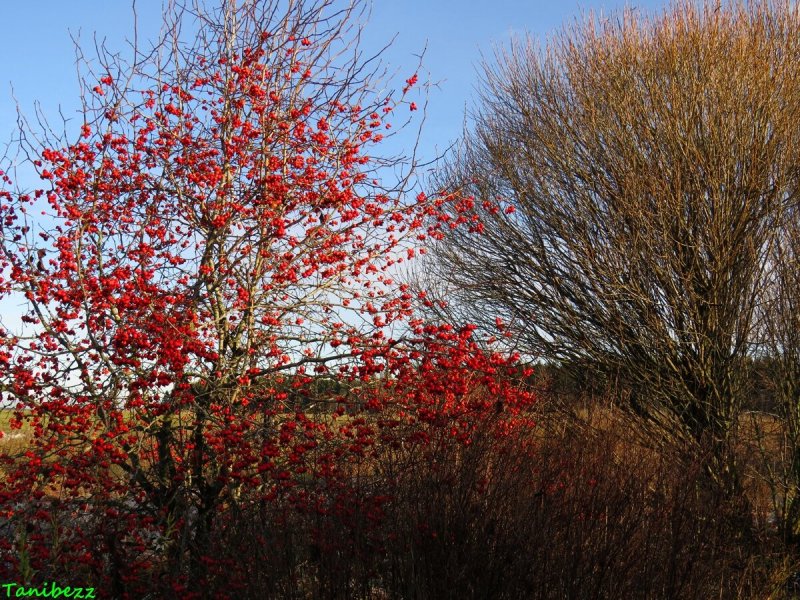 Crataegus punctata