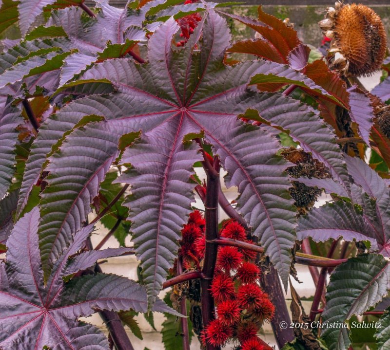 Клещевина обыкновенная (Ricinus communis)