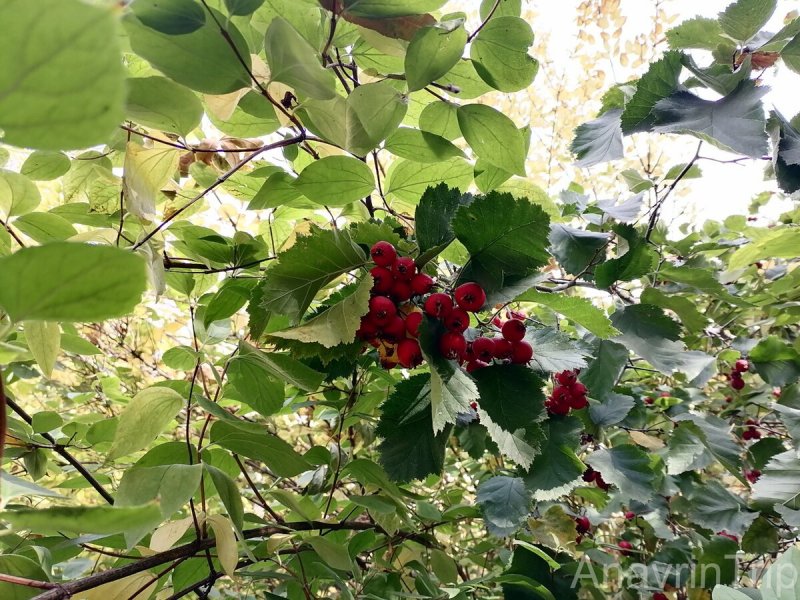 Боярышник сливолистный splendens