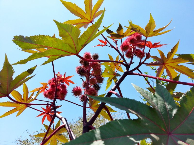 Ricinus communis (Castor) Oil