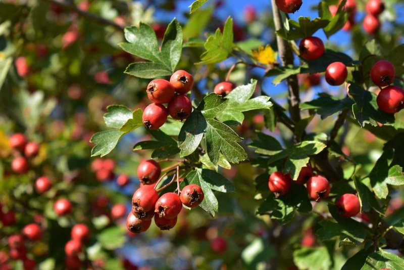 Боярышник Дугласа Crataegus douglasii