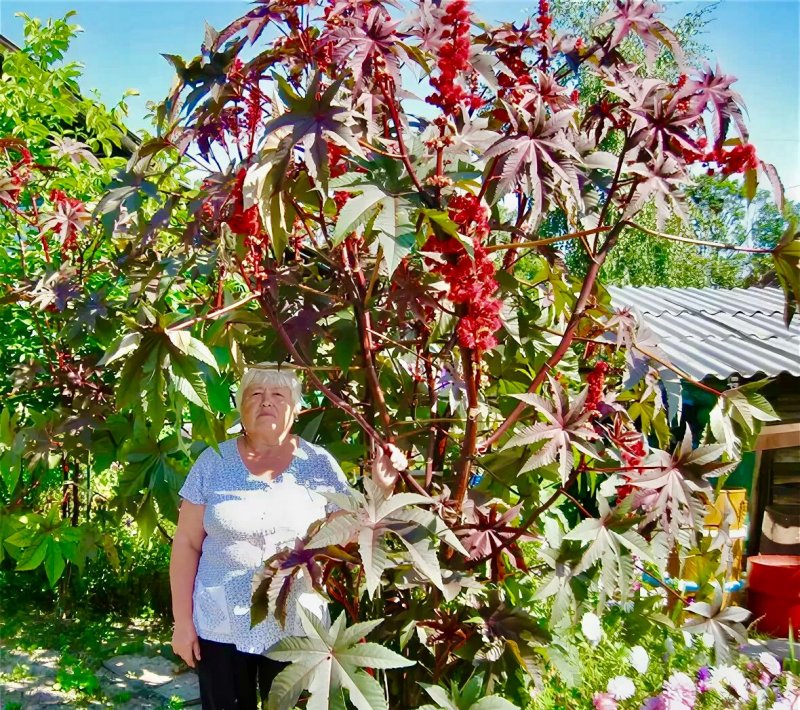 Клещевина обыкновенная (Ricinus communis)