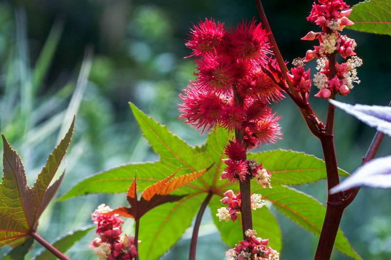 Клещевина Ricinus communis