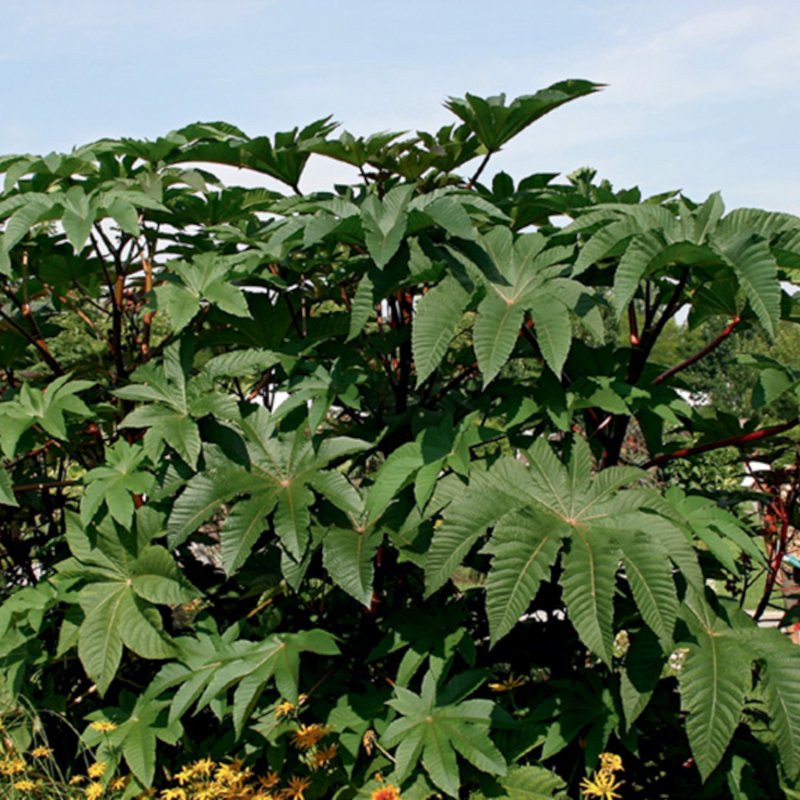Клещевина Ricinus communis