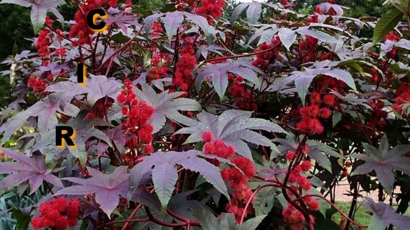 Клещевина (Ricinus communis) Impala