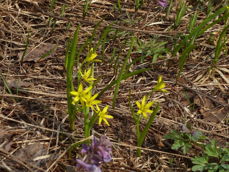 Гусиный лук жёлтый (Gagea lutea)