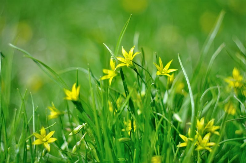 Гусиный лук жёлтый (Gagea lutea)