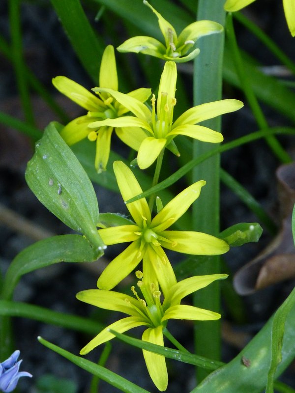Гусиный лук жёлтый (Gagea lutea)