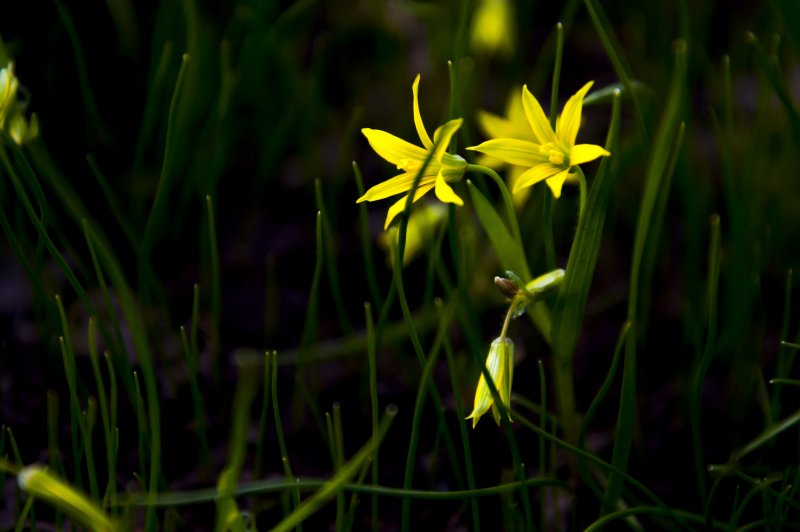 Гусиный лук жёлтый (Gagea lutea)