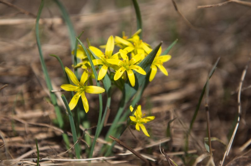 Гусиный лук жёлтый (Gagea lutea)