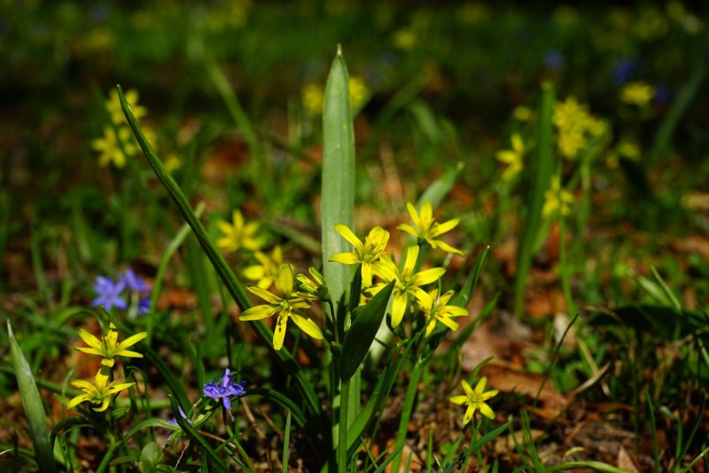 Гусиный лук (Gagea lutea)