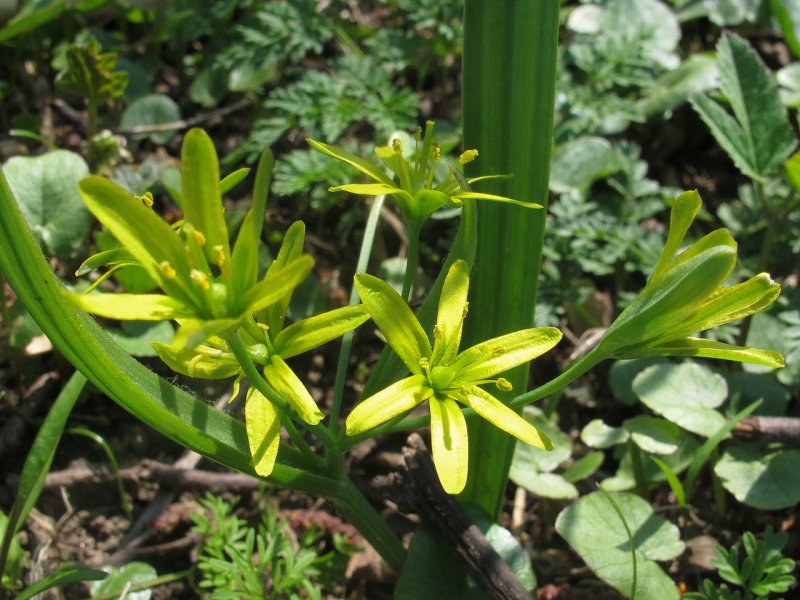 Gagea lutea