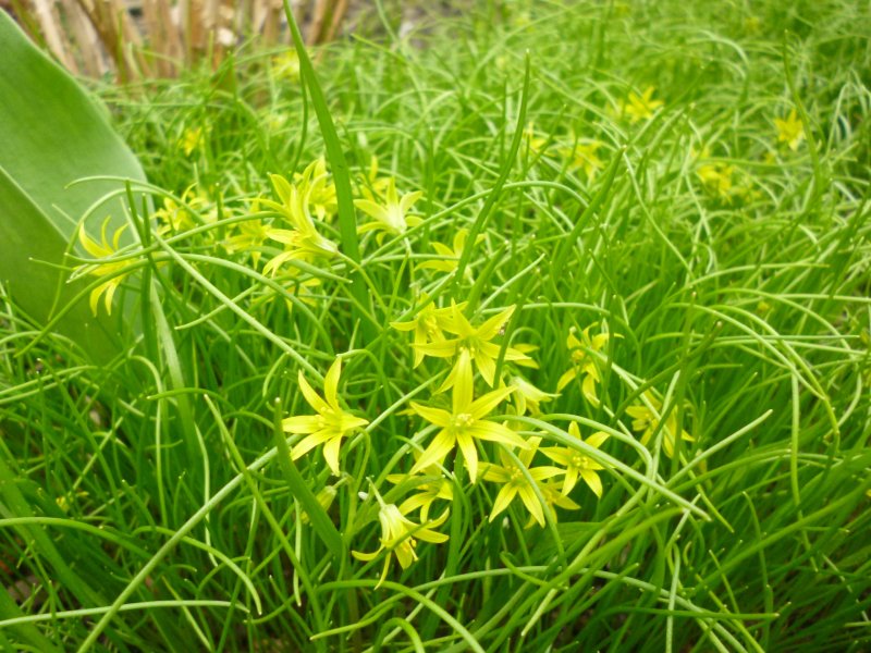 Gagea samojedorum