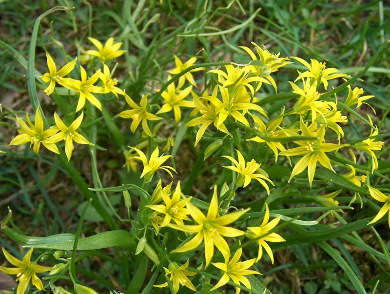 Gagea lutea гуси́ный лук жёлтый, или Га́гея жёлтая