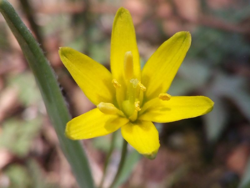 Gagea erubescens