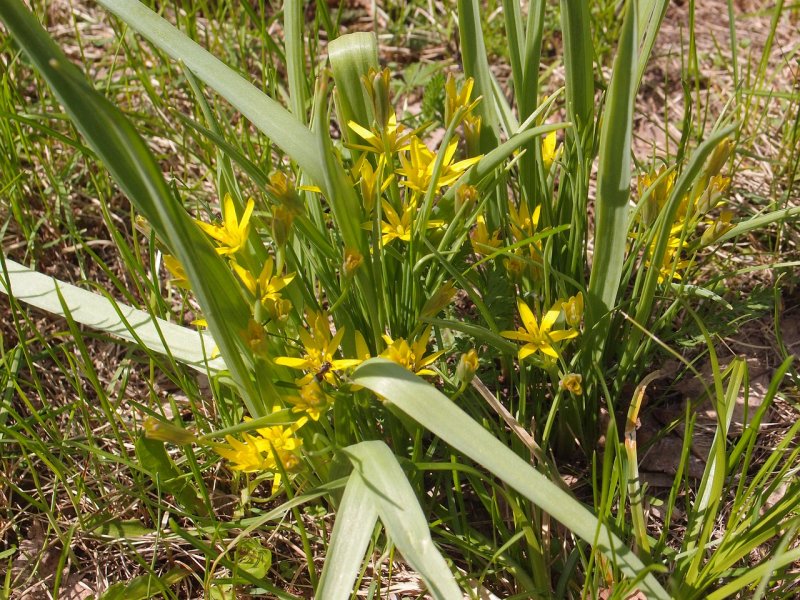 Gagea erubescens