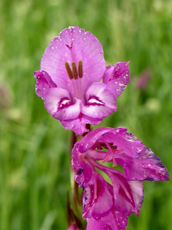 Шпа́жник черепи́тчатый Gladíolus imbricátus